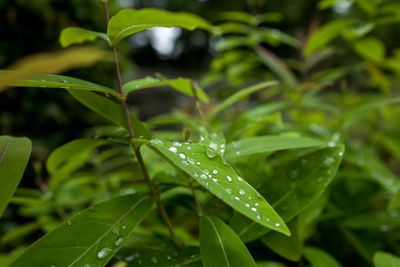 Close-up of raindrops on plants leaves