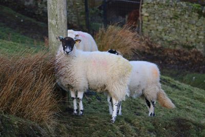 Sheep standing in field