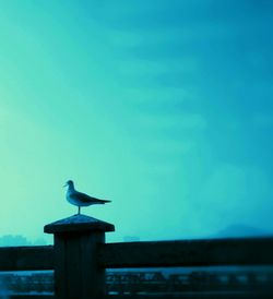 Seagull perching on railing