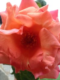 Close-up of pink rose