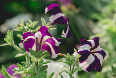 Close-up of purple flowers blooming outdoors