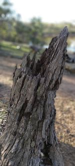 Close-up of tree stump on field