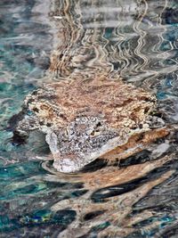 Close-up of turtle in sea