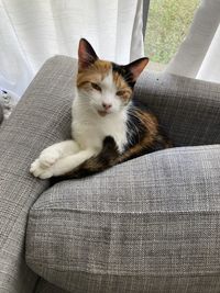 pet