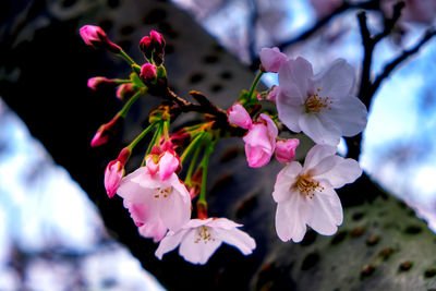 Close-up of pink cherry blossoms