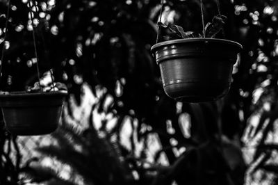Close-up of potted plants hanging in yard