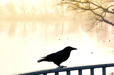 Bird perching on a lake