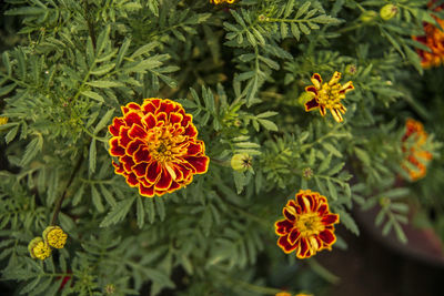 Close-up of orange flowering plant