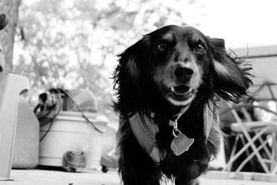 Close-up portrait of dog