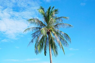 Low angle view of palm tree against blue sky