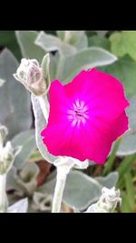 Close-up of pink flower