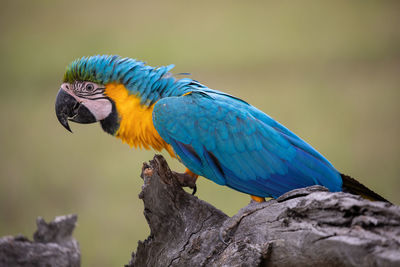 Close-up of parrot perching on branch