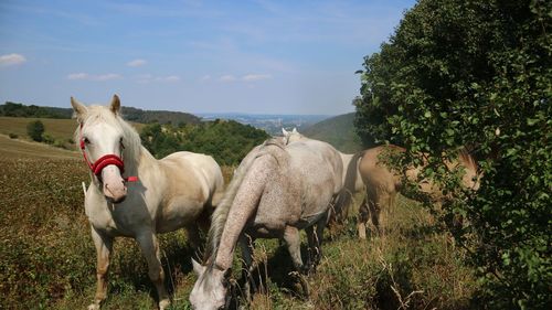 Horses in a field