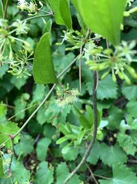 Close-up of insect on plant