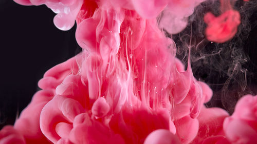 Close-up of pink flower over black background