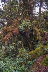 Plants and trees in forest