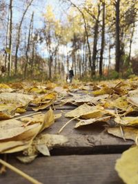 Surface level of autumn trees in forest