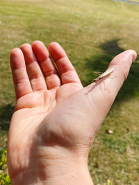 Close-up of person hand holding grass
