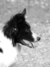 Close-up of a dog looking away