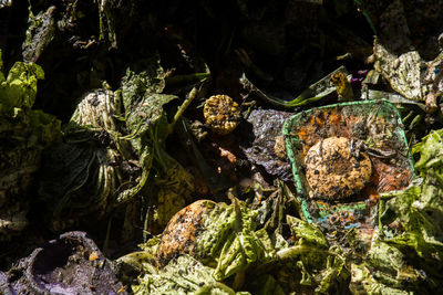 Close-up of plants growing on rock