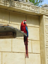 Low angle view of scarlet macaw perching on wood against building