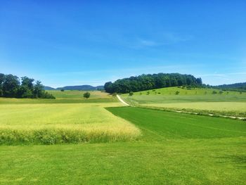 Scenic view of field against clear blue sky