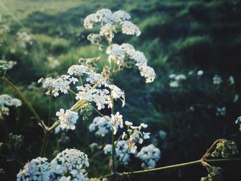 Close-up of fresh white flowers blooming on tree