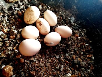 High angle view of eggs