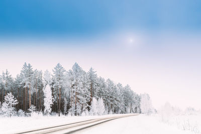 Trees on snow covered landscape