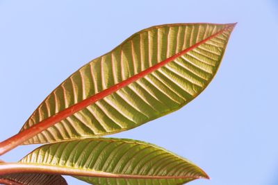 Low angle view of palm leaves against clear sky