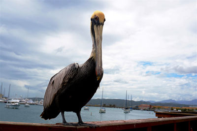 Bird perching on pole against sky