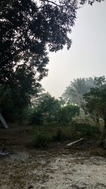 Scenic view of forest against clear sky