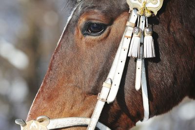 Close-up of horse