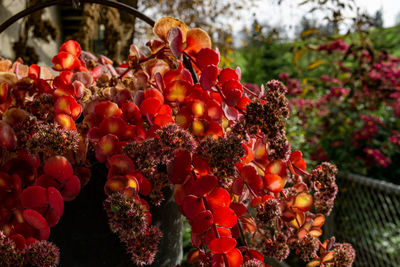 Close-up of red berries on plant