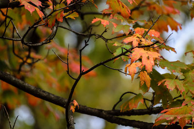 Close-up of autumn leaves on twig against sky