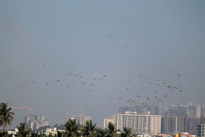 Birds flying over city against sky