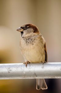 Close-up of bird perching on railing