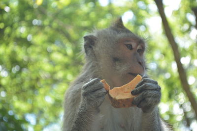Monkey eating food in a forest