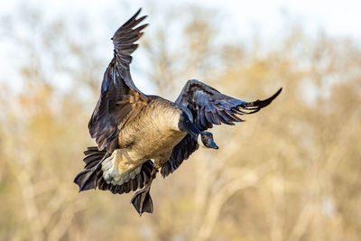 Close-up of bird flying against blurred background