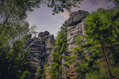 Low angle view of trees growing on rock against sky