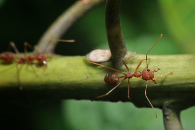 Close-up of insect on plant