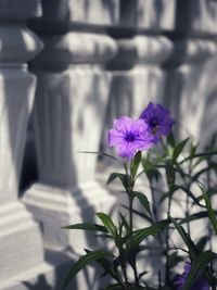 Close-up of purple flowering plant