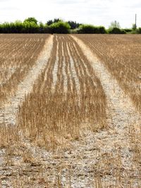 Close-up of agricultural field against sky