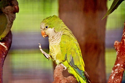 Close-up of parrot perching on branch