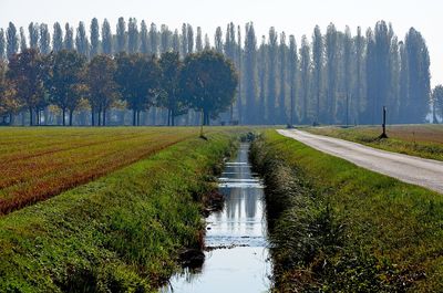 Scenic view of road amidst trees on field against sky