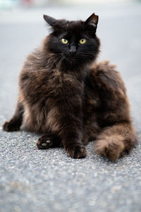 Portrait of cat sitting outdoors