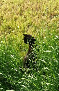 Bird on grass in field