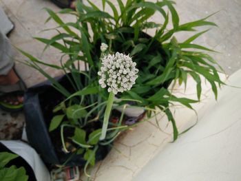 Close-up of white flowers