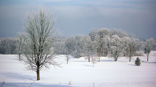 Bare trees on snow covered field