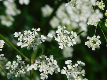 Close-up of white flowering plants